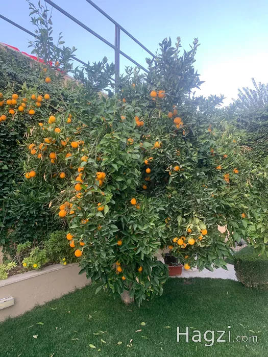 Image slider - 61536 - 0